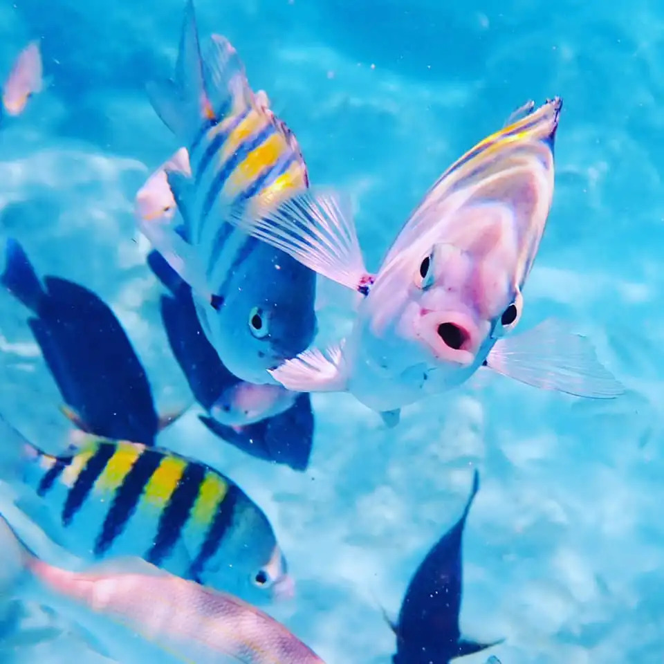 Isabella Beautiful Power Boat – PRIVATE COMBO SNORKELING/ SUNSET CHARTER